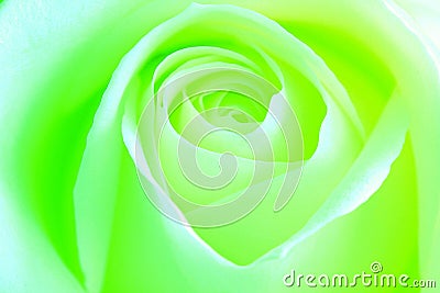 Green Energy Rose - stock photo Stock Photo