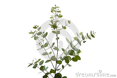 Green eucalyptus branch isolated Stock Photo