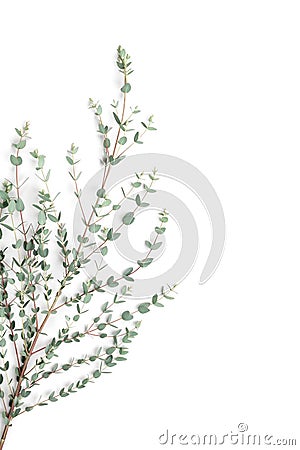 Green eucalyptus leaves on white background. Flat lay and minimalistic style. Stock Photo