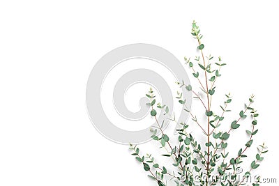 Green eucalyptus leaves on white background. Top view and flat lay style. Stock Photo