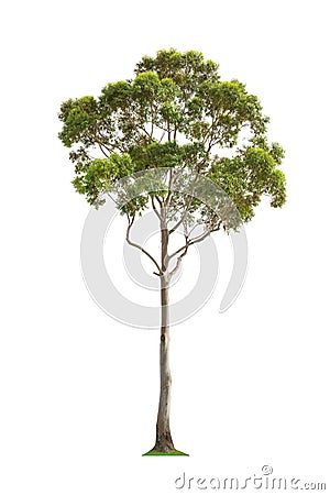 Green eucalyptus tree Stock Photo