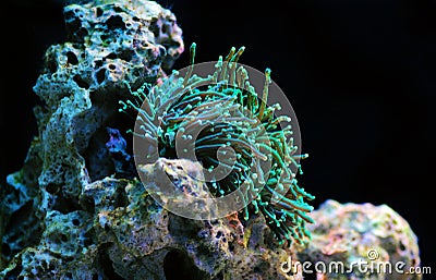 Green Euphyllia Glabrescensis a genus of large-polyped stony coral Stock Photo