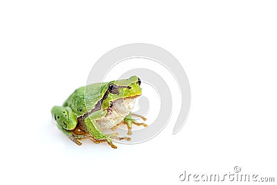 Green european common frog Stock Photo