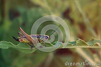 Colorful cricket sitting on green leaf Stock Photo