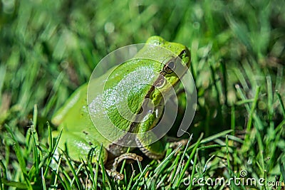 Green european tree frog sitting in the grass Stock Photo