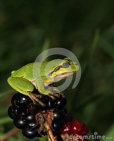 Green European treefrog sitting on Blackberry Stock Photo