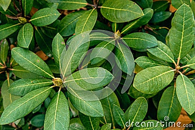 Green exotic tropical leaves evergreen bush verdant bush as summer floral botanical natural pattern background texture wallpaper b Stock Photo