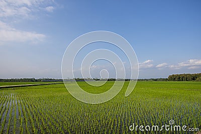 Green expanse of Indonesian rice fields Stock Photo