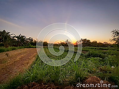 a green expanse of rice fields with sunlight in the morning Stock Photo