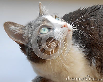 Green-eyed cat Stock Photo