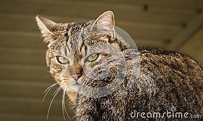 A green-eyed cat on the roof. House in white color in background Stock Photo