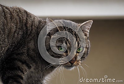 A green-eyed cat on the roof. House in white color in background Stock Photo