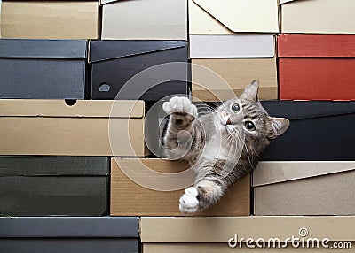 Green-eyed cat is sad that no one is playing with him, he crawled into a pile of folded shoe boxes, pulls paws to the man with Stock Photo