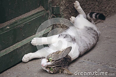 Green eyed domestic cat lying in front of green door. Stock Photo