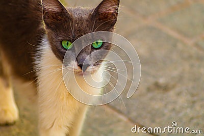 Green eyed gray and white cat stares intently. Angry funny, emotional shot, close-up photo. Stopped, confused kitty Stock Photo