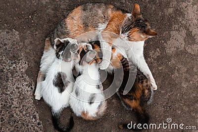 Green-eyed red spotted cat looks into the lens. Breastfeeds 3 kittens Stock Photo