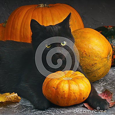 Green eyes black cat and orange pumpkins on gray cement background with autumn yellow dry fallen leaves. Stock Photo