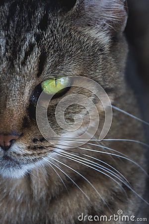 Green eyes cat Stock Photo