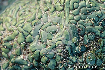 This is a green favia coral with bright red and green eyes. Sea coral during low tide Stock Photo