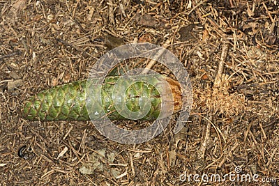 Green female cone of Norway spruce at Belding Preserve in Connecticut. Stock Photo