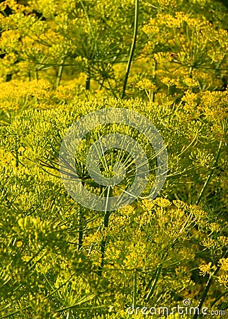 Green fennel Stock Photo