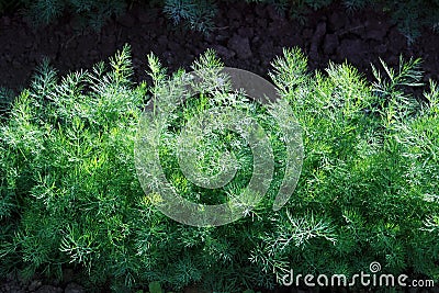 Green fennel grows on soil Stock Photo