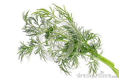 Green fennel leaf isolated Stock Photo