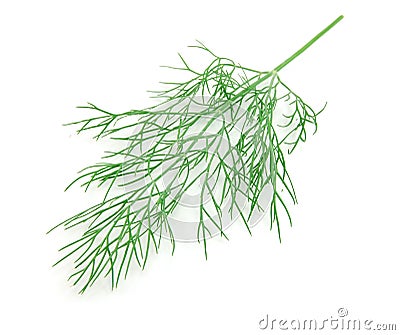 Green fennel leaf on white Stock Photo