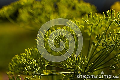 Green fennel Stock Photo