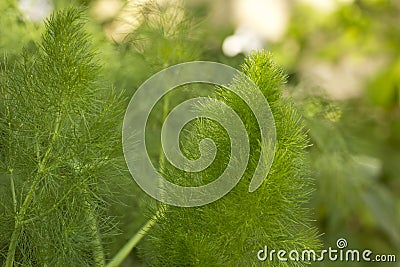 Green fennel plant growing Stock Photo