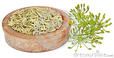 Green fennel seeds with flower Stock Photo