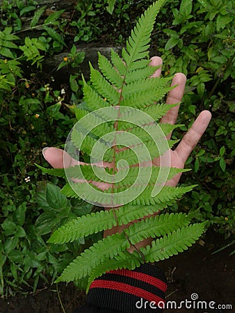 Green fern in above of my hand | Daun Pakis Hijau Diatas tangan saya Stock Photo