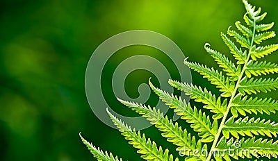 Green fern branch Stock Photo