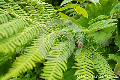 Green fern bush with snail Stock Photo