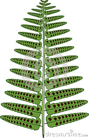 Green fern frond with sori Stock Photo