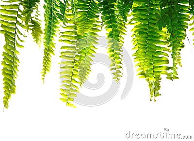 Green fern fronds Stock Photo