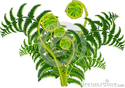 Green fern Stock Photo