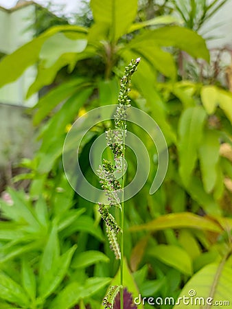 Green fern growing in garden, nature photography, natural gardening background, pattern in fern leaf Stock Photo