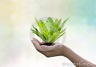 Green fern in hands on tropical nature summer blur background Stock Photo