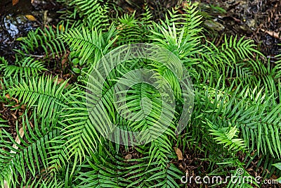 Green fern in the jungle forest nature. Stock Photo