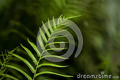 Green Fern Leaf Stock Photo