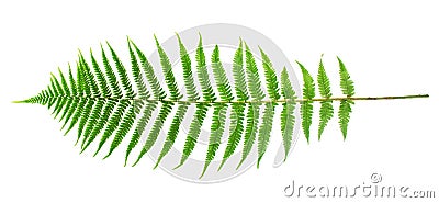 Green fern leaf Stock Photo