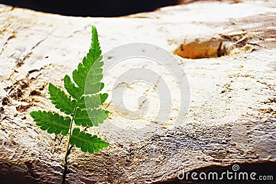 Green fern leaf on old wood board background, minimal nature backdrop concept, copy space Stock Photo
