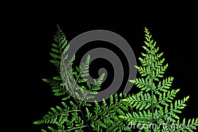 Closeup of green fern leaf isolated on black background Stock Photo