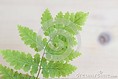 Green fern leaf on a wooden background. Element for the design. Stock Photo