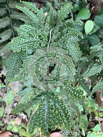 Green fern leaves with spots orang bumps texture is growing in the summer Stock Photo