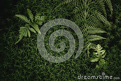 Green fern leaves texture Stock Photo