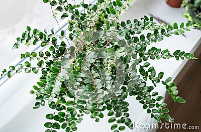 Green fern in a pot on the shelf. Green houseplants. Modern room decor, interior. Lifestyle, Still life with plants Stock Photo