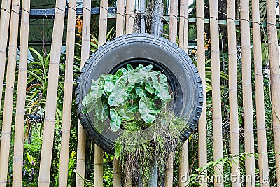 Green fern in tire on bamboo wall Stock Photo