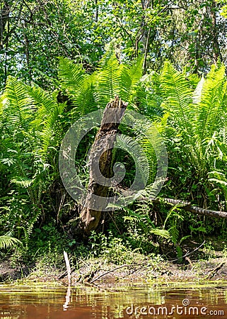Green ferns on the bank of a small forest river Stock Photo